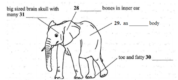 Elephant Communication